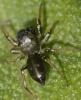 Heliophanus cupreus